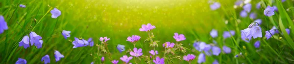 Wild flowers meadow in sunset light. Flowers background. — Stock Photo, Image