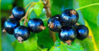 Yaz bahçesinde bir dalda siyah frenk üzümü..
