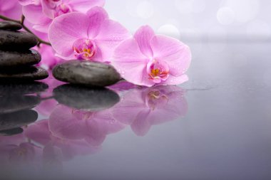 Pembe orkide çiçeği ve su damlaları izole edilmiş spa taşları. .