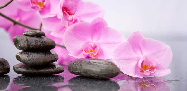 Flores de orquídea rosa y piedras de spa con gotas de agua aisladas  . —  Fotos de Stock