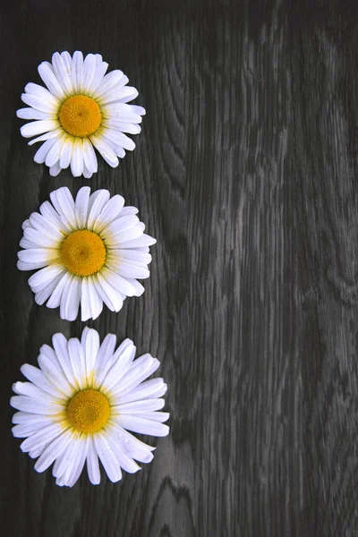 Weiße Gänseblümchen auf grauem hölzernem Hintergrund. — Stockfoto