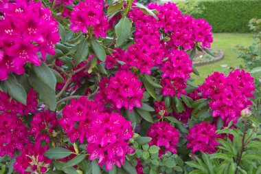 Bahçede kırmızı aczaleas çiçekleri. Arka plan..