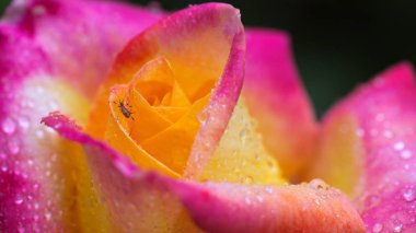 Kırmızı sarı gül, su damlalarıyla yakın plan..