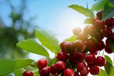 Macro yaz bahçesinde kırmızı kirazları vurdu..