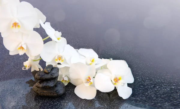 Flores brancas de orquídeas e pedras de spa. fundo Spa . — Fotografia de Stock