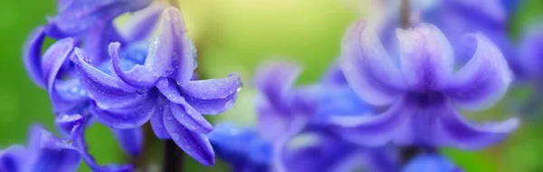 Makro skott av hyacint med vatten droppar. — Stockfoto