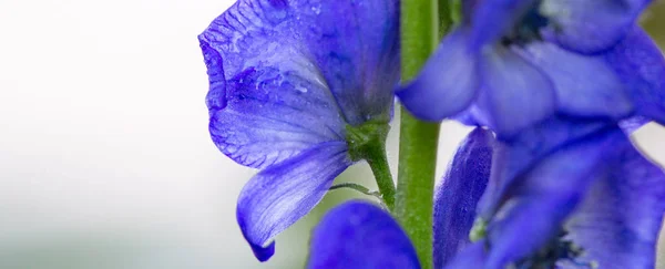 Close up view on Aconitum carmichaelii isolated on blur background. — Stock Photo, Image