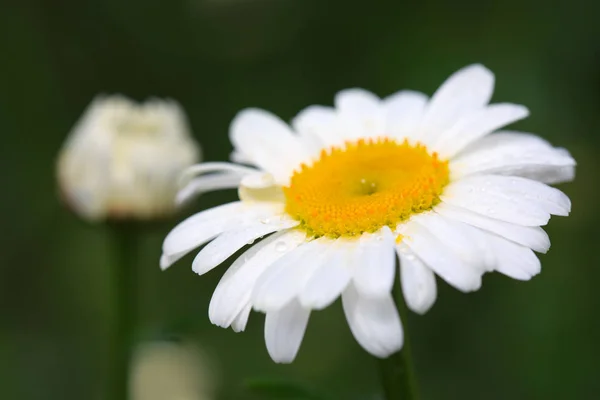 Makroaufnahme einer weißen Gänseblümchenblümchen-Blume im Sonnenlicht. — Stockfoto