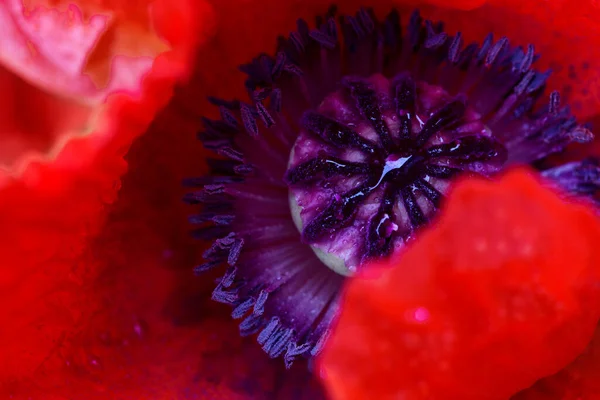 Primo piano del papavero rosso alla luce del sole. Focus selettivo . — Foto Stock