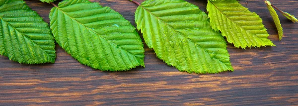 Πράσινα φύλλα οξιάς σε κλαδί απομονωμένο σε φόντο καφέ ξύλου. — Φωτογραφία Αρχείου