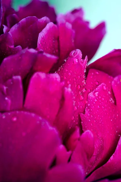 Sebuah gambar makro dari bunga peony merah  . — Stok Foto