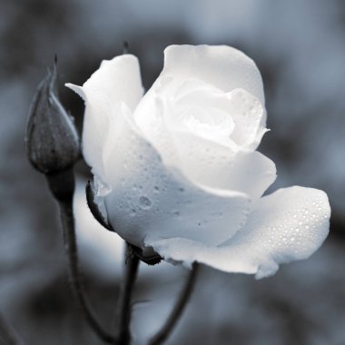 Beyaz gül gri arka plan üzerinde izole. Düğün kartı.