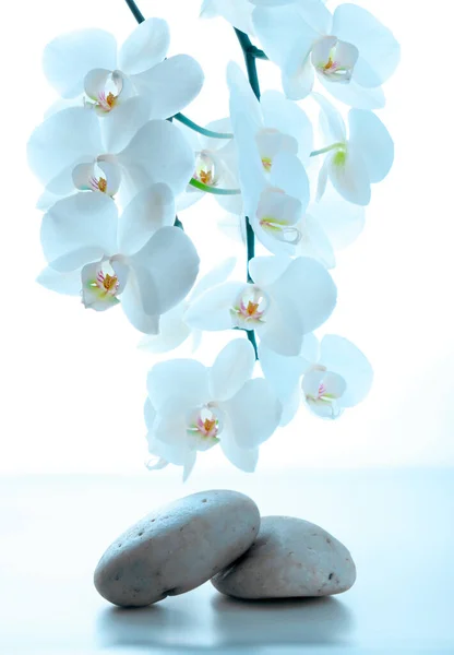 Piedras de spa y flores de orquídea blanca aisladas. Fondo de bienestar. —  Fotos de Stock