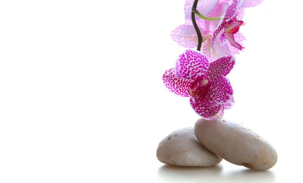 Piedras de spa y flores de orquídea rosa aisladas. Fondo de bienestar. —  Fotos de Stock