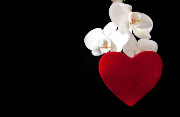 White orchid and love heart isolated on black background. — Stock Photo, Image