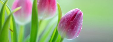 Pink tulips isolated on blur green background.