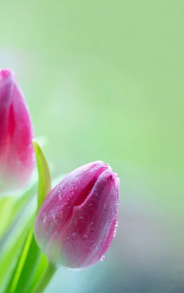 Tulipes roses isolées sur fond vert flou . — Photo