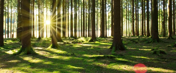 Panorama z malebného lesa čerstvé zelené listnaté stromy se sluneční světlo. — Stock fotografie