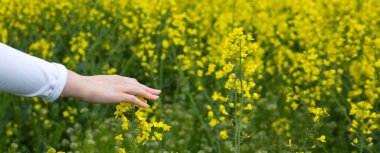 Tecavüz çiçeklerine dokunan kadın elleri. Doğa arkaplanı.