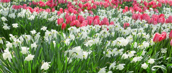 Weiße Narzissen und rosa Tulpen .Spring Hintergrund. — Stockfoto