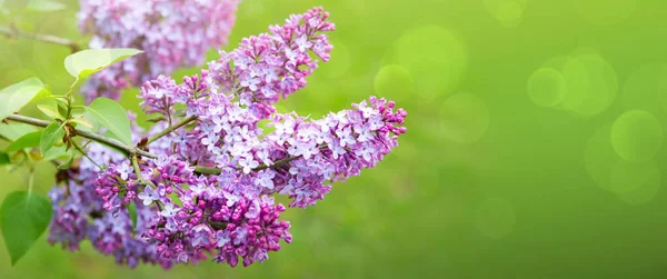 Branche aux fleurs lilas printanières. Contexte naturel. — Photo