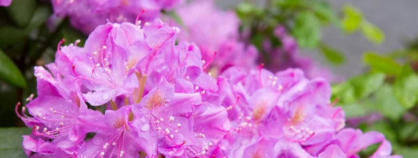 Zbliżenie zdjęcie pięknych różowych kwiatów Rododendron. — Zdjęcie stockowe