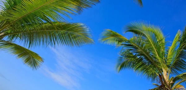 Palmbomen en blauwe lucht. — Stockfoto