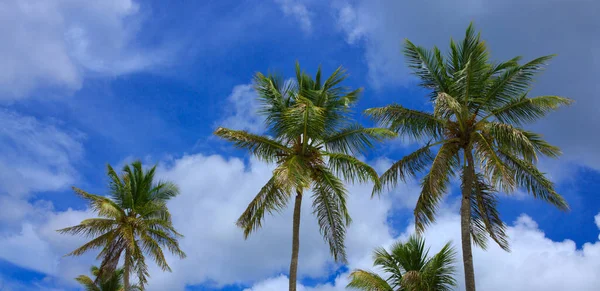 Palmiers et ciel bleu, soleil tropical dans les Caraïbes . — Photo