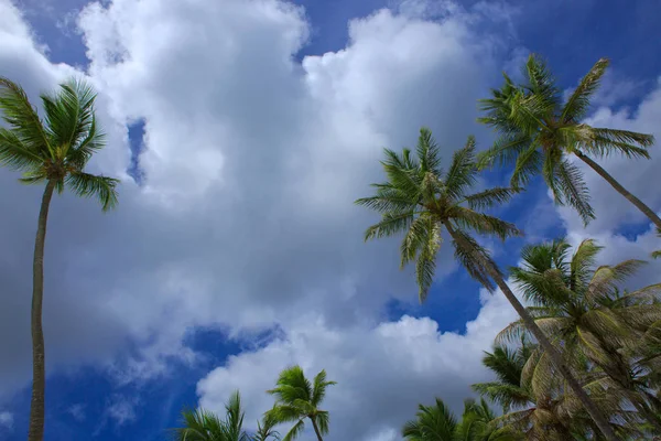 Palmiers et ciel bleu, soleil tropical dans les Caraïbes . — Photo