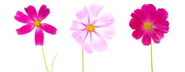 Квіти космосу ізольовані на білому тлі. Літній квітковий фон . — стокове фото