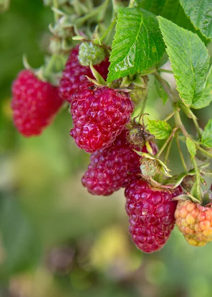 Raspberries on a branch close up. Summer background. — Stock Photo, Image