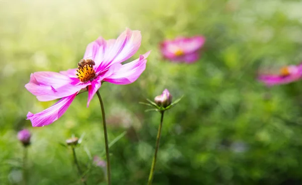 Розовые космические цветы и пчела. Летний фон . — стоковое фото