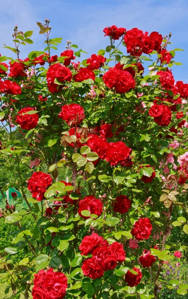 Κόκκινο τριαντάφυλλο απομονωμένο σε μπλε φόντο του ουρανού. — Φωτογραφία Αρχείου