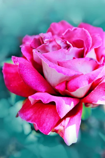 Rosa roja aislada sobre fondo verde . —  Fotos de Stock