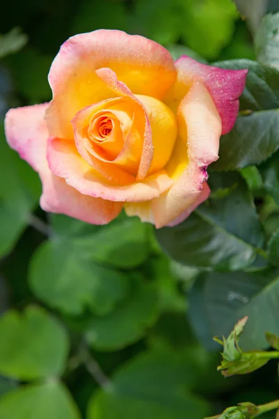Única flor laranja rosa isolada no verde . — Fotografia de Stock