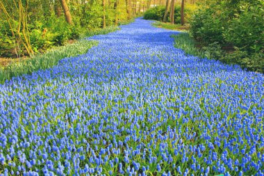 muscari çiçek holland bahçede mavi nehir