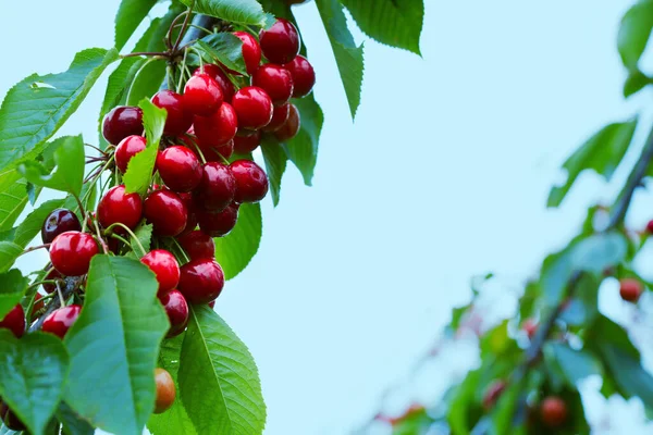 Tiro macro sobre cerezas rojas en el jardín de verano. —  Fotos de Stock