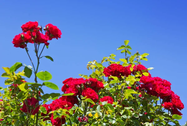 Τριαντάφυλλα με κόκκινες αναρριχήσεις Σαντάνα στον γαλάζιο ουρανό. Καλοκαιρινό φόντο. — Φωτογραφία Αρχείου