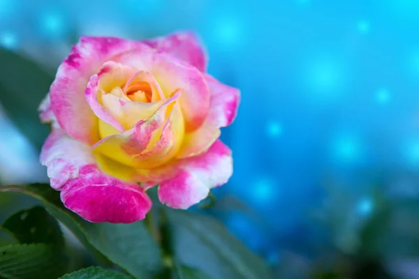 Único rosa florescendo isolado no fundo borrão azul . — Fotografia de Stock