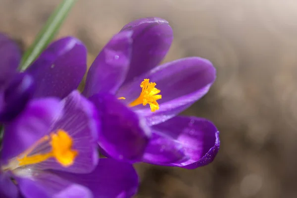 Makro Shot purpurowego krokusa kwitnącego. — Zdjęcie stockowe