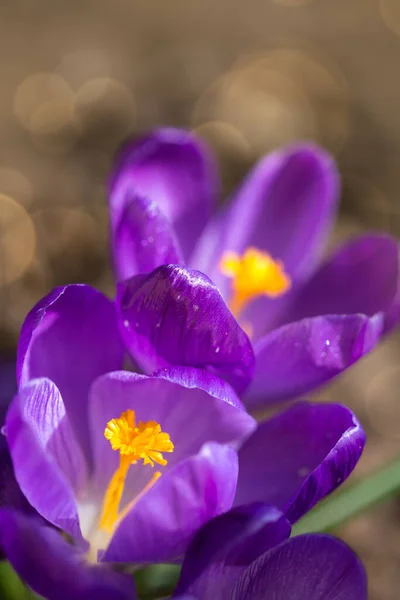 Macro Plan d'un crocus à fleurs violettes. — Photo