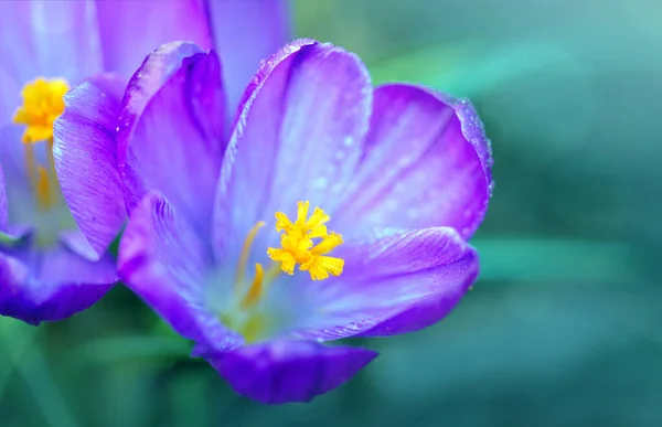 Macro Shot van een paarse bloeiende krokus geïsoleerd op groen. — Stockfoto