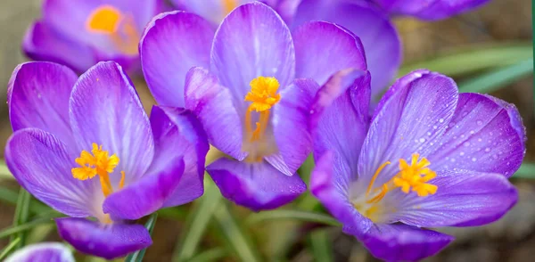 Macro Colpo di croco da fiore viola. — Foto Stock
