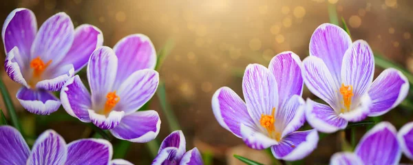 Gros plan d'une fleur de Crocus violette isolée. — Photo