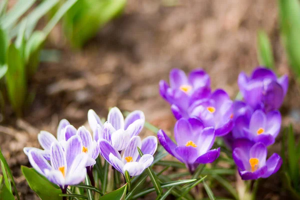 Primo piano di un viola fiori di croco isolati. — Foto Stock