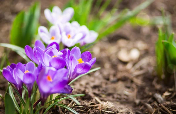 Close-up van een paarse Crocus bloemen geïsoleerd. — Stockfoto