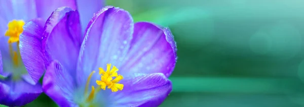 Macro Plan d'un crocus fleuri violet isolé sur vert. — Photo