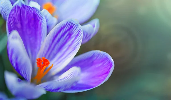 Macro Tiro de um croco florido roxo isolado em verde. — Fotografia de Stock