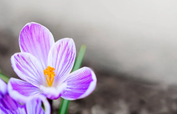 Gros plan d'une fleur de Crocus violette isolée. — Photo