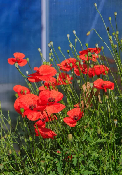 Flowers Red poppies blossom on wild field. — Stock Photo, Image